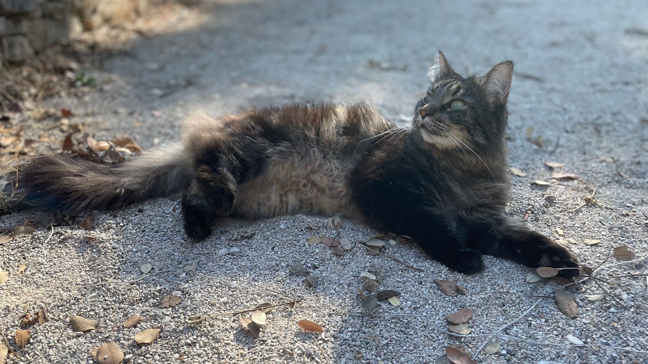 Photo of Others in Garrigues