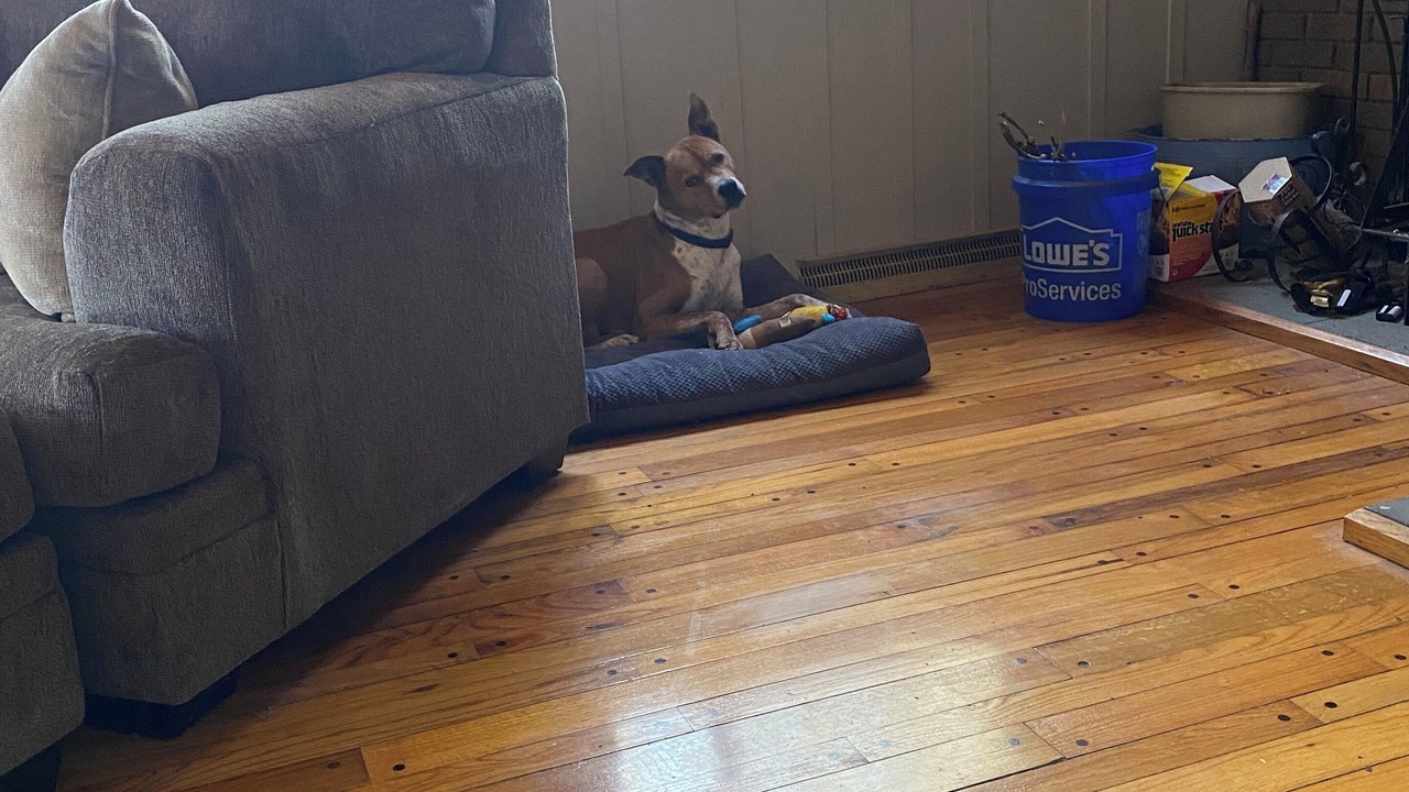 Photo of Others in Swan Lake