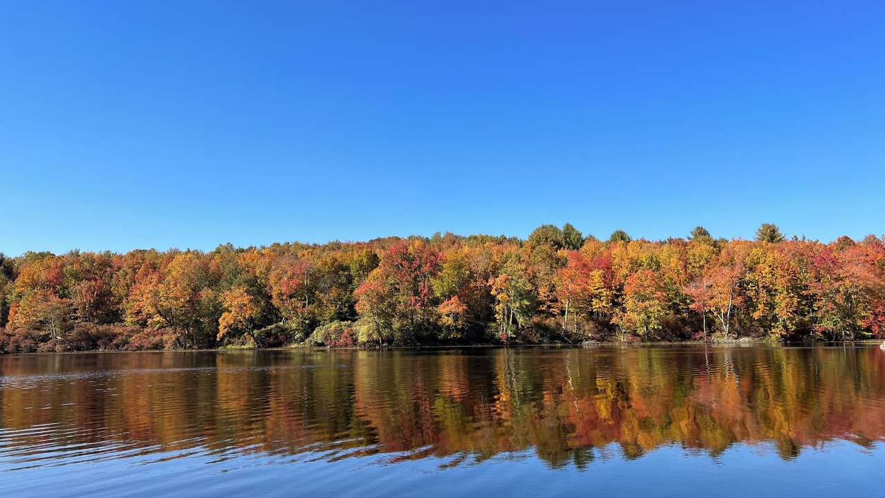 Photo of Others in Swan Lake