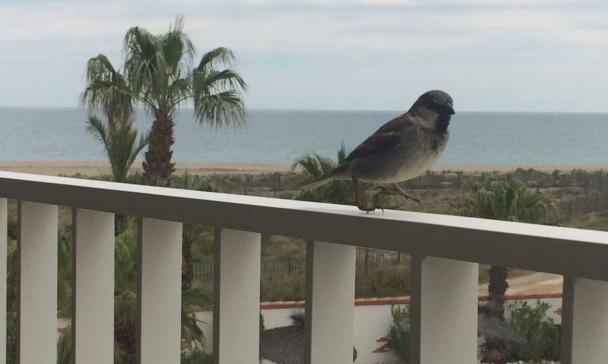 Photo of Outdoor in Saint-Cyprien Plage