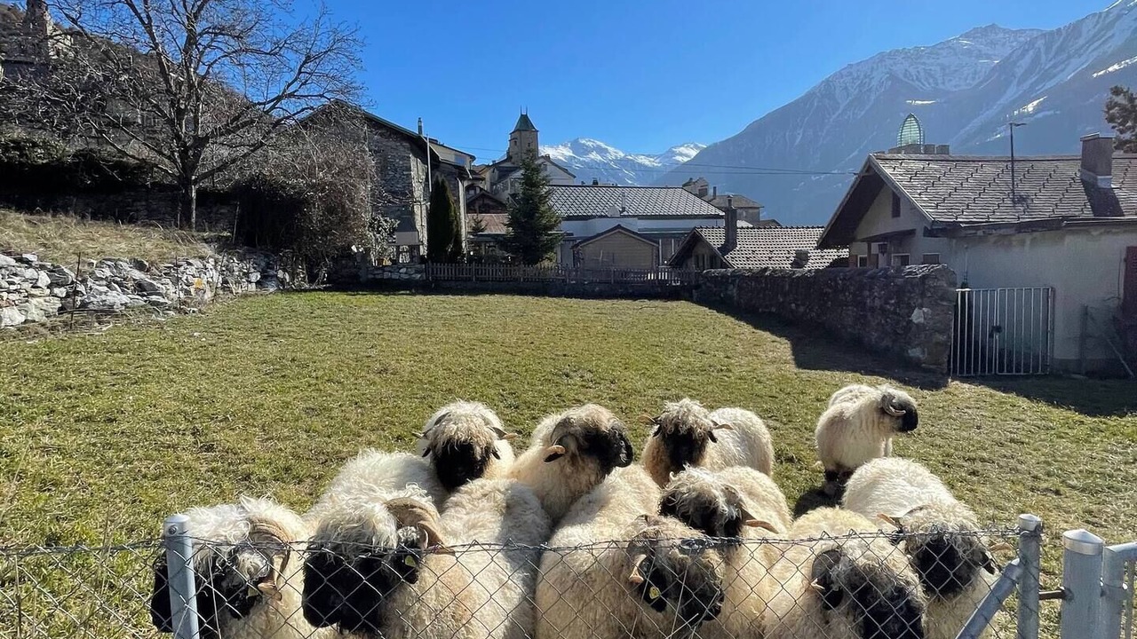 Photo of Others in Leuk
