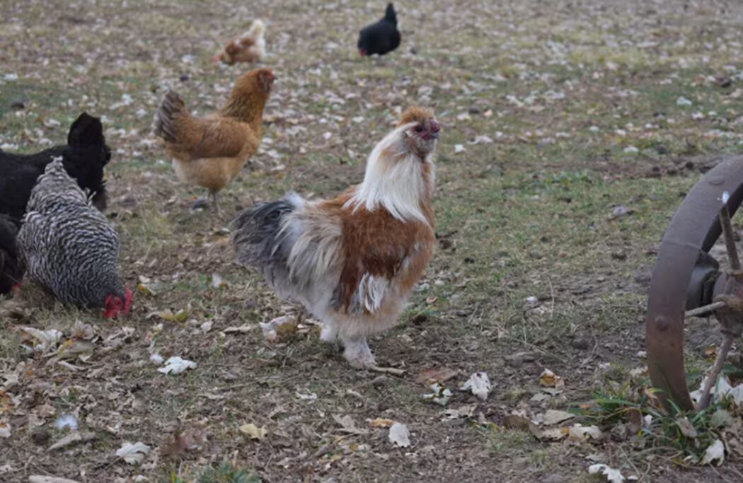 Photo of Others in Indianola
