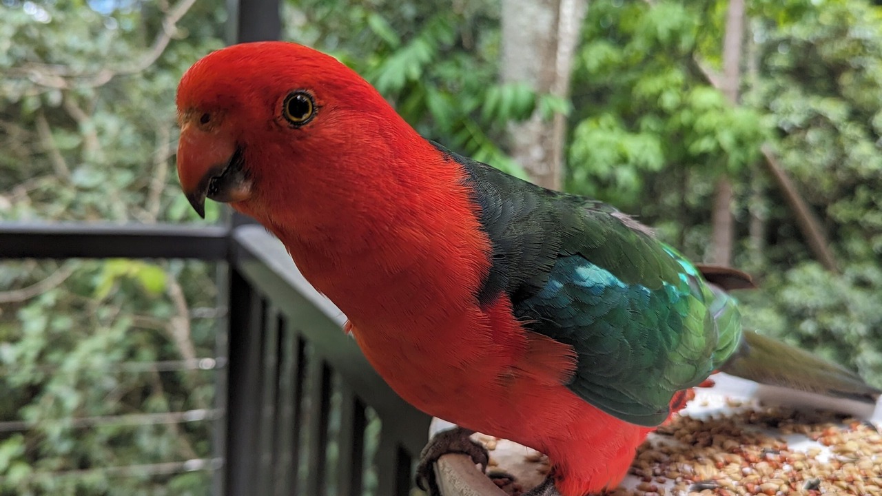 Photo of Patio Balcony in Mount Glorious