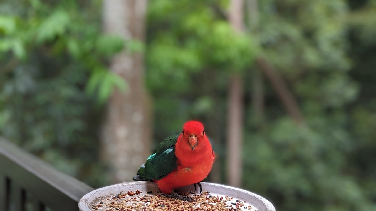 Photo of Patio Balcony in Mount Glorious
