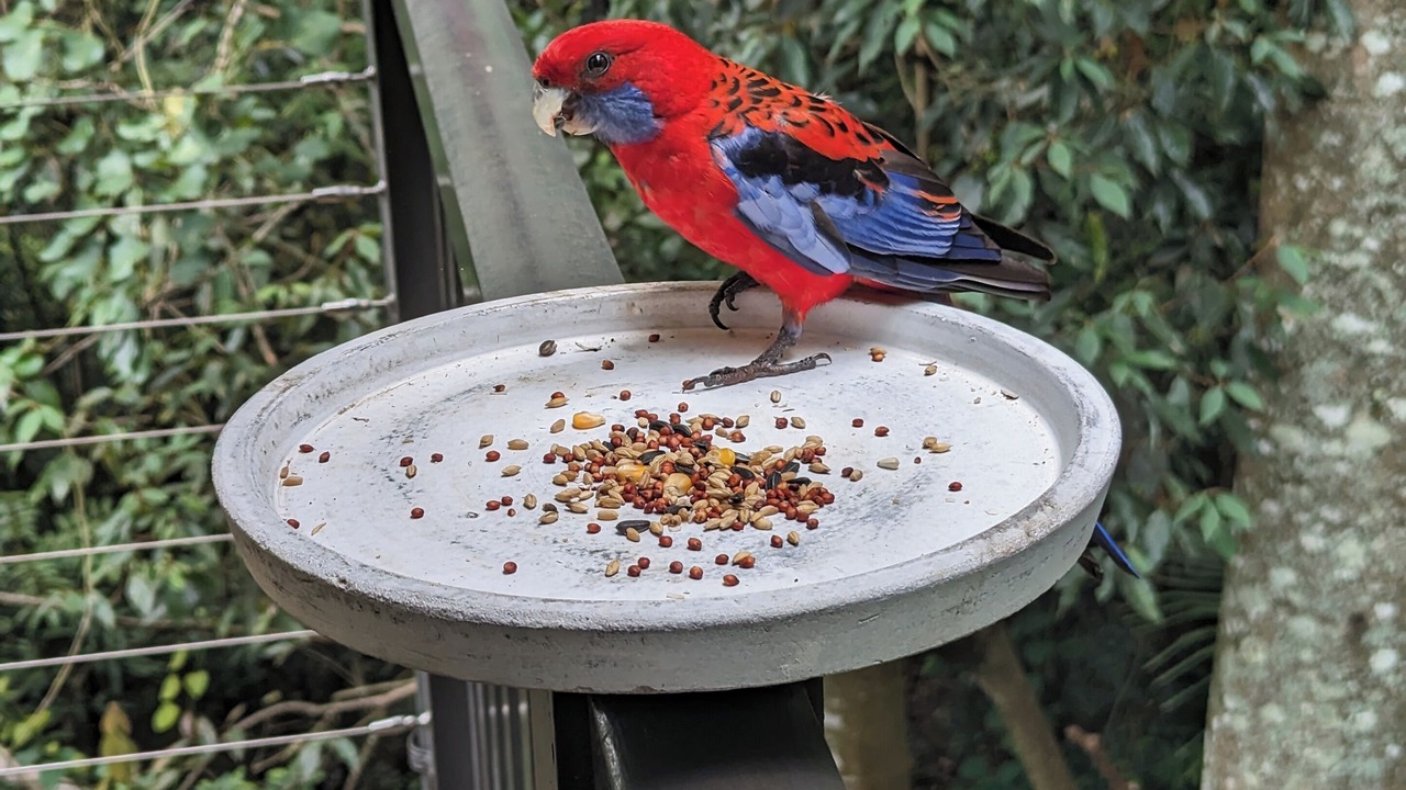 Photo of Outdoor in Mount Glorious