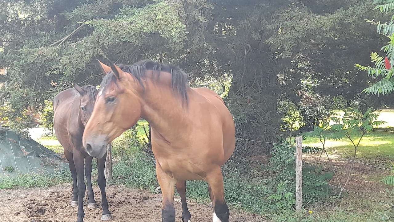 Photo of Others in Saint-Martin-du-Fouilloux