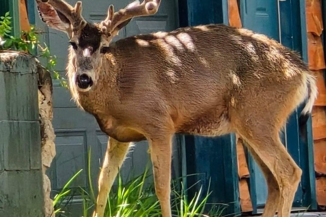 Photo of Others in Ruidoso