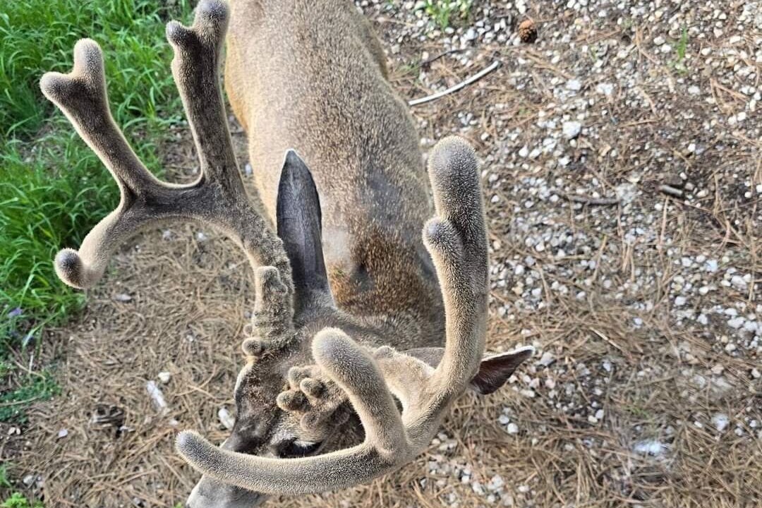Photo of Others in Ruidoso