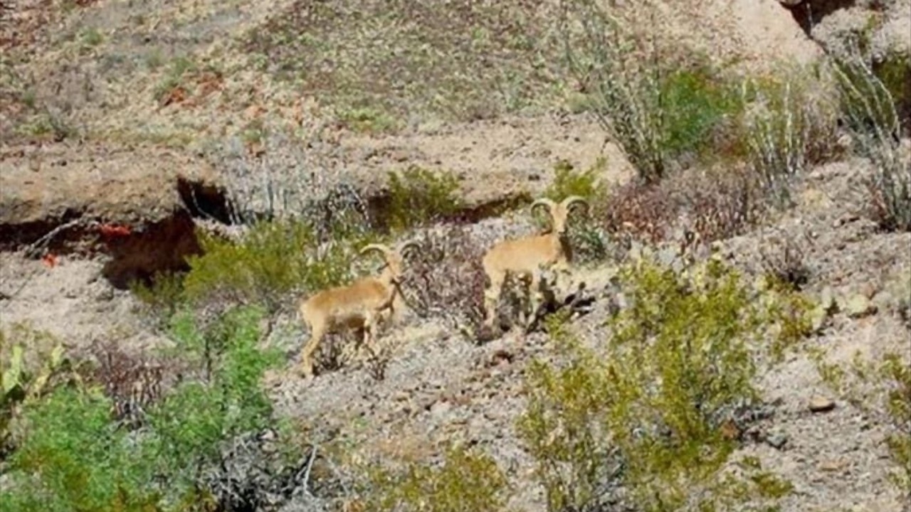 Photo of Others in Terlingua