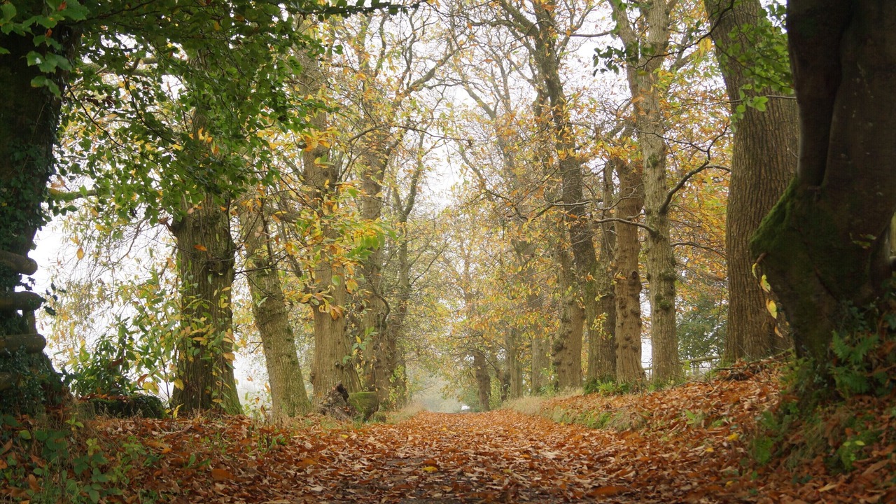 Photo of Others in Calverleigh