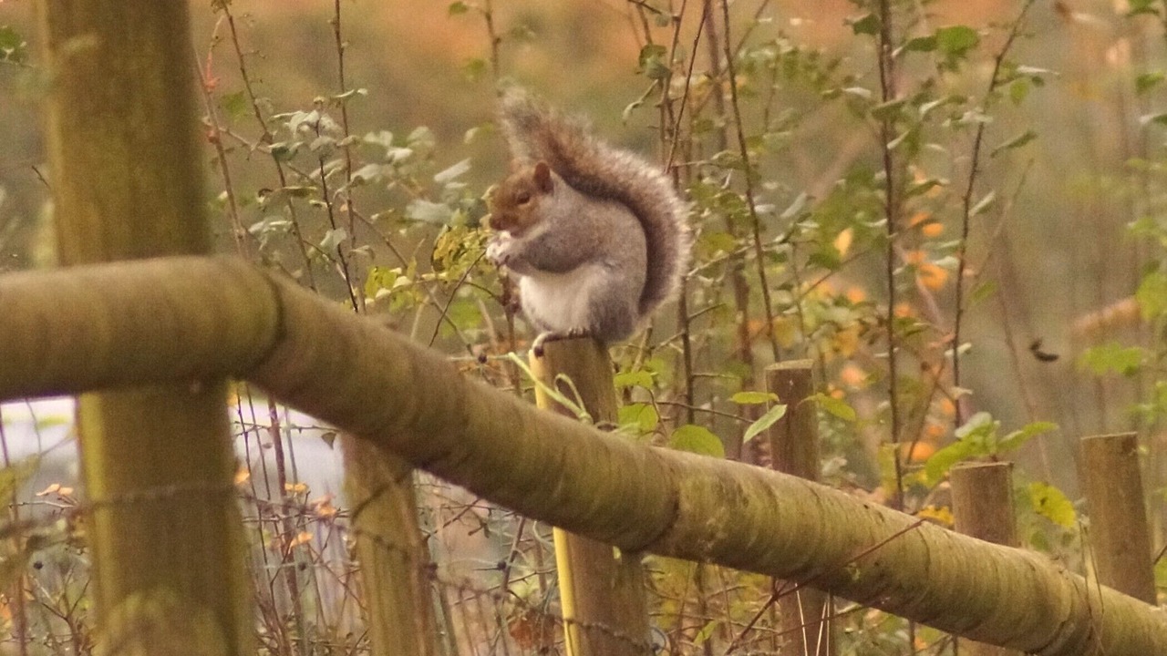 Photo of Others in Calverleigh