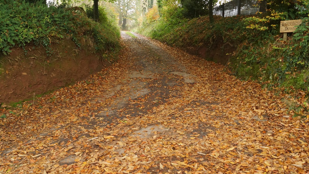 Photo of Others in Calverleigh