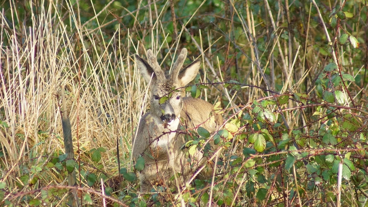 Photo of Others in Calverleigh
