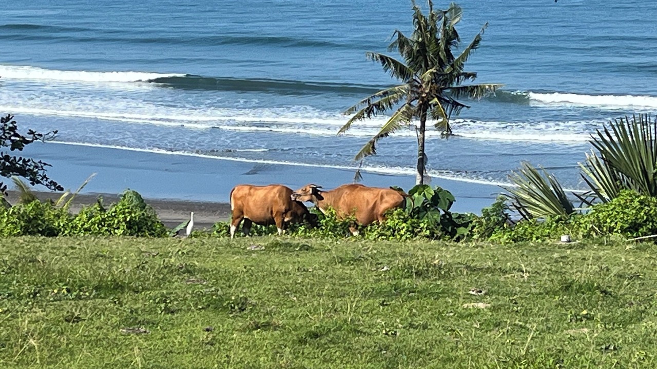 Photo of Others in West Selemadeg