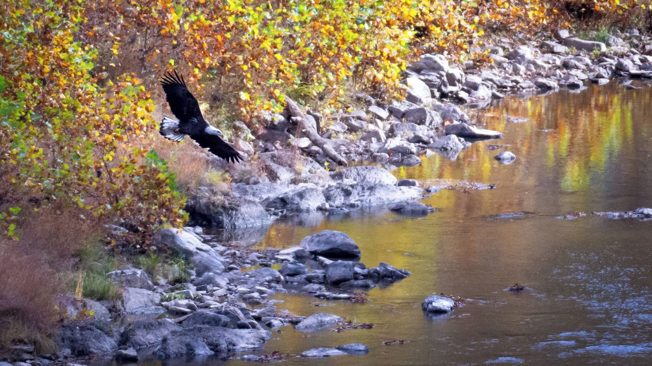 Photo of Others in Great Cacapon