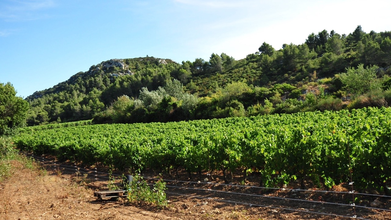 Photo of Others in Thezan-des-Corbieres