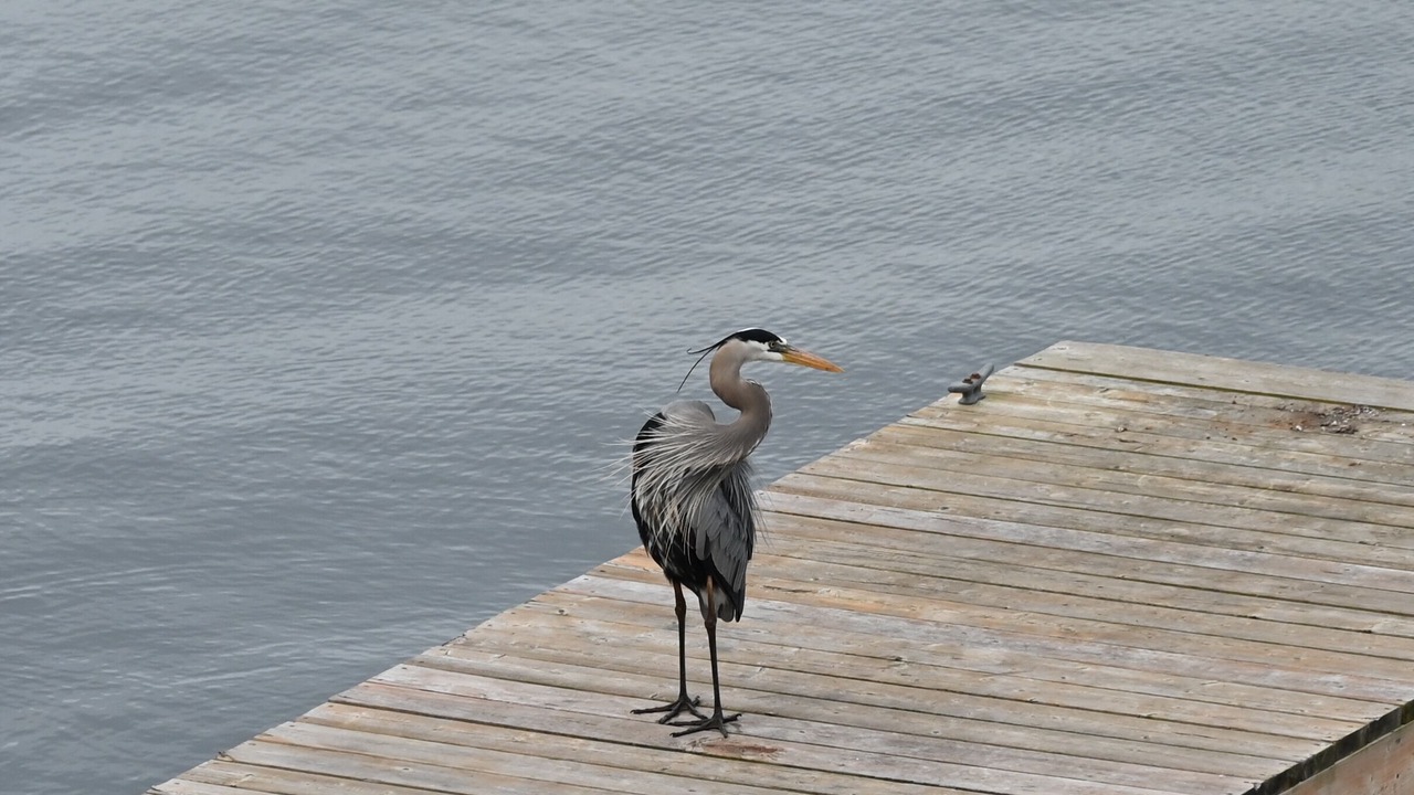 Photo of Others in Leeds and the Thousand Islands