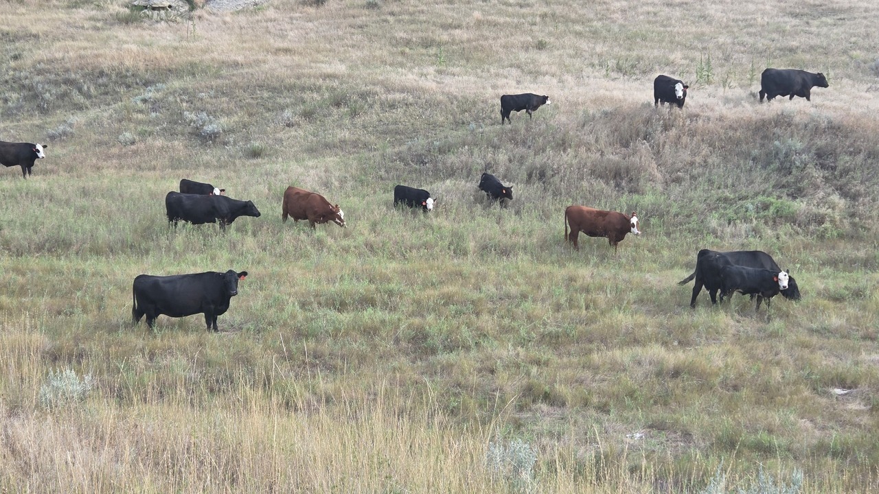 Photo of Others in Yellowstone County