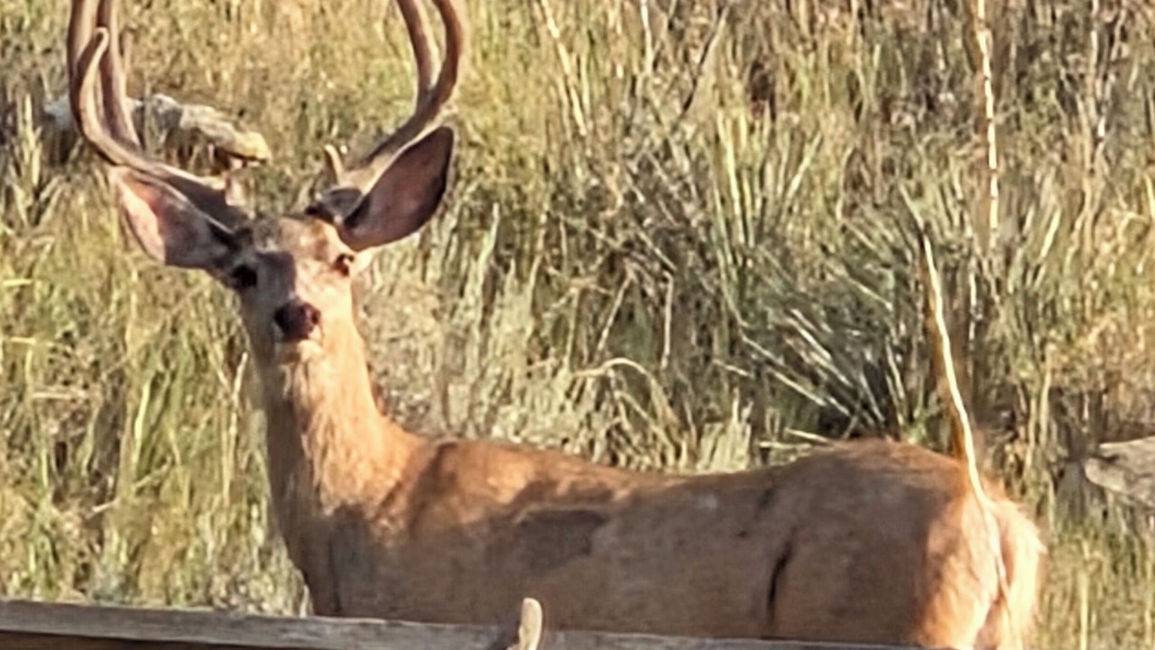 Photo of Others in Yellowstone County