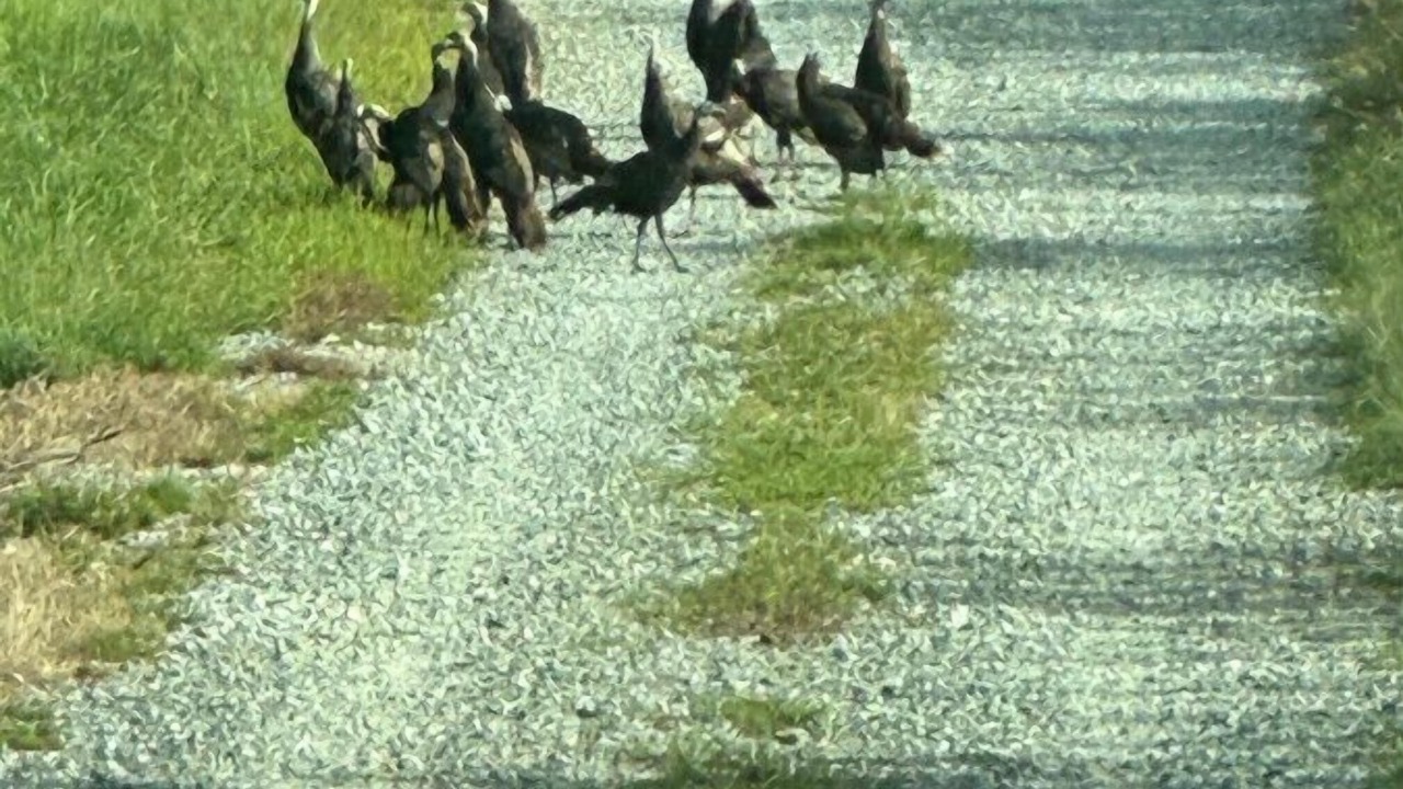 Photo of Others in Lexington