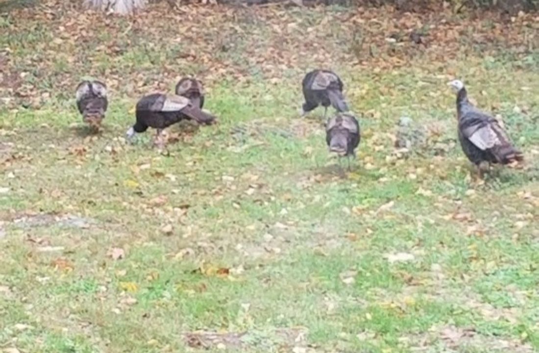 Photo of Others in Staatsburg