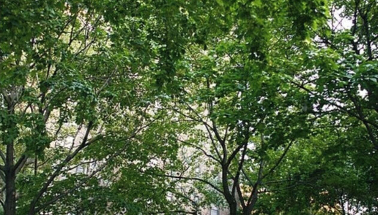Photo of Others in East Harlem