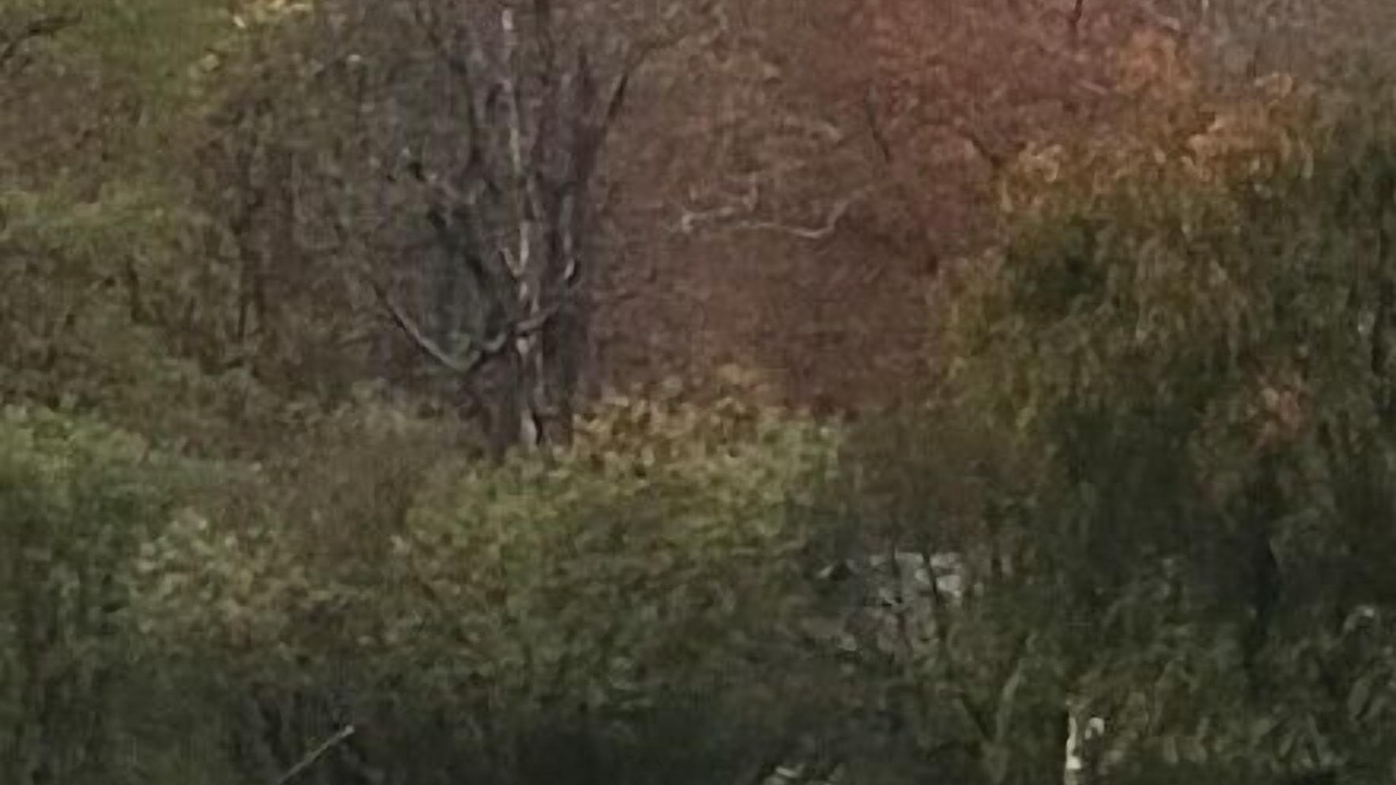 Photo of Others in Oliverea