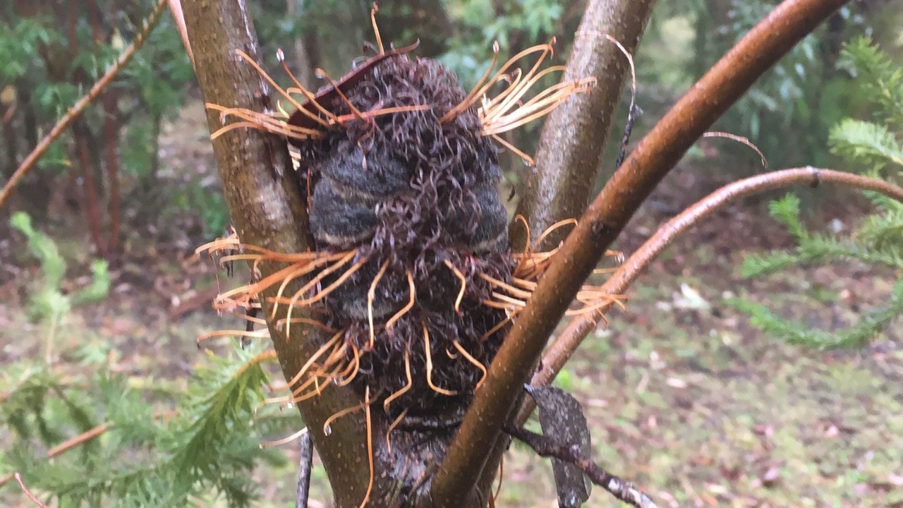 Photo of Others in Kinglake