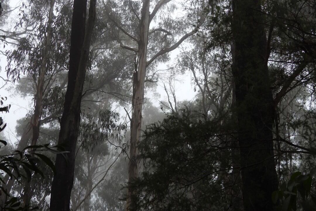 Photo of Others in Kinglake