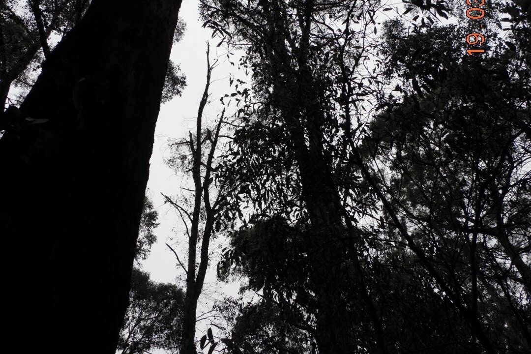 Photo of Others in Kinglake