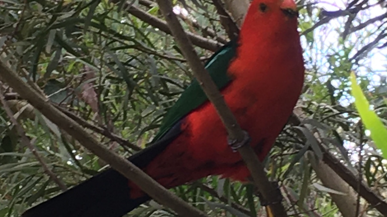 Photo of Others in Kinglake