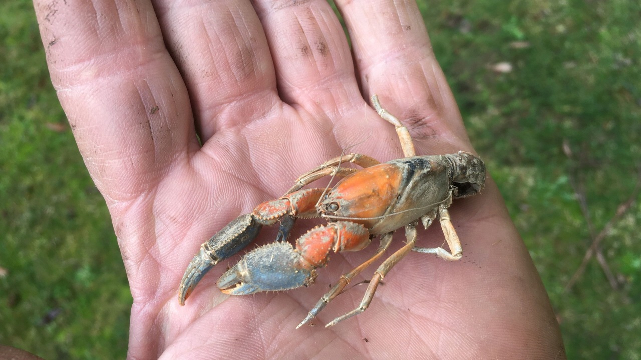 Photo of Others in Kinglake