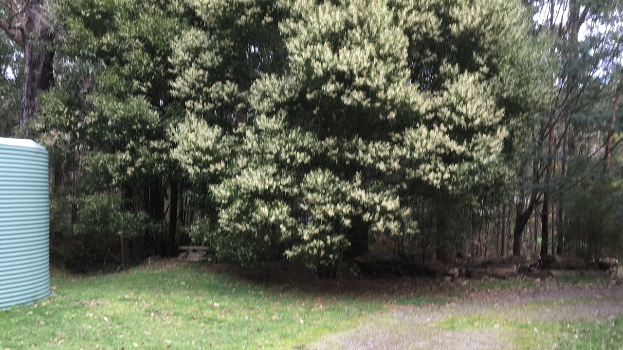 Photo of Outdoor in Kinglake