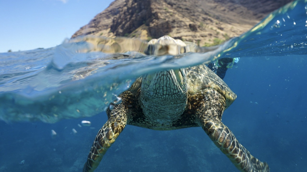Photo of Others in Lihue