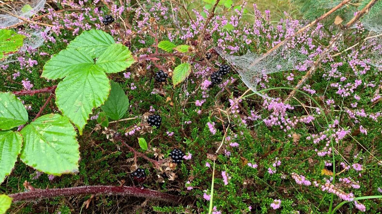 Photo of Others in Hasmark Strand