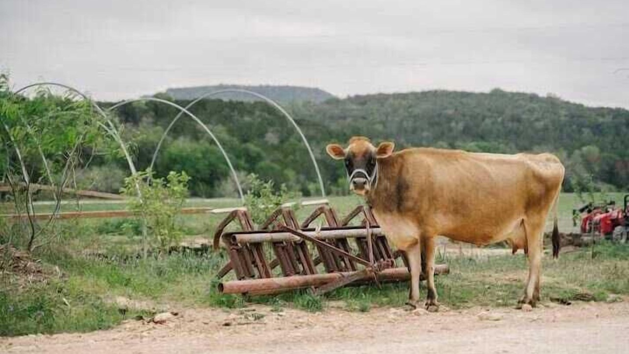 Photo of Others in Bandera