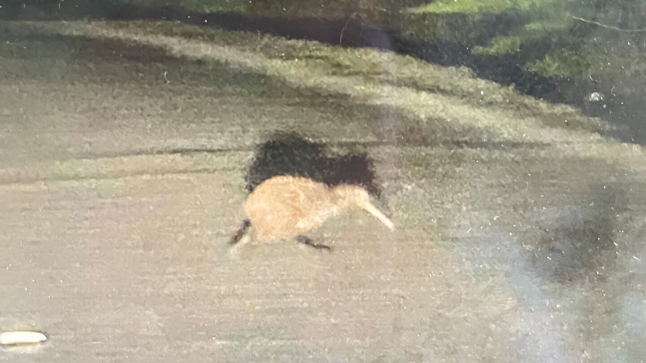 Photo of Others in Turiwiri