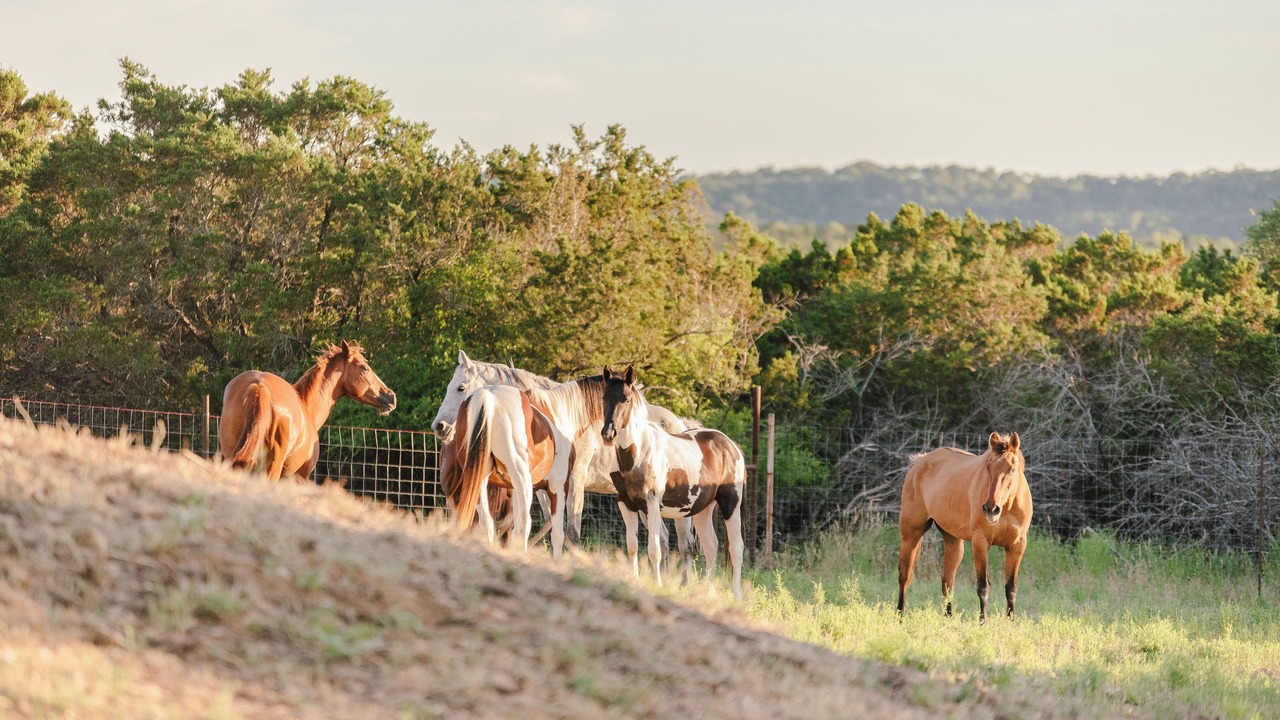 Photo of Others in Boerne