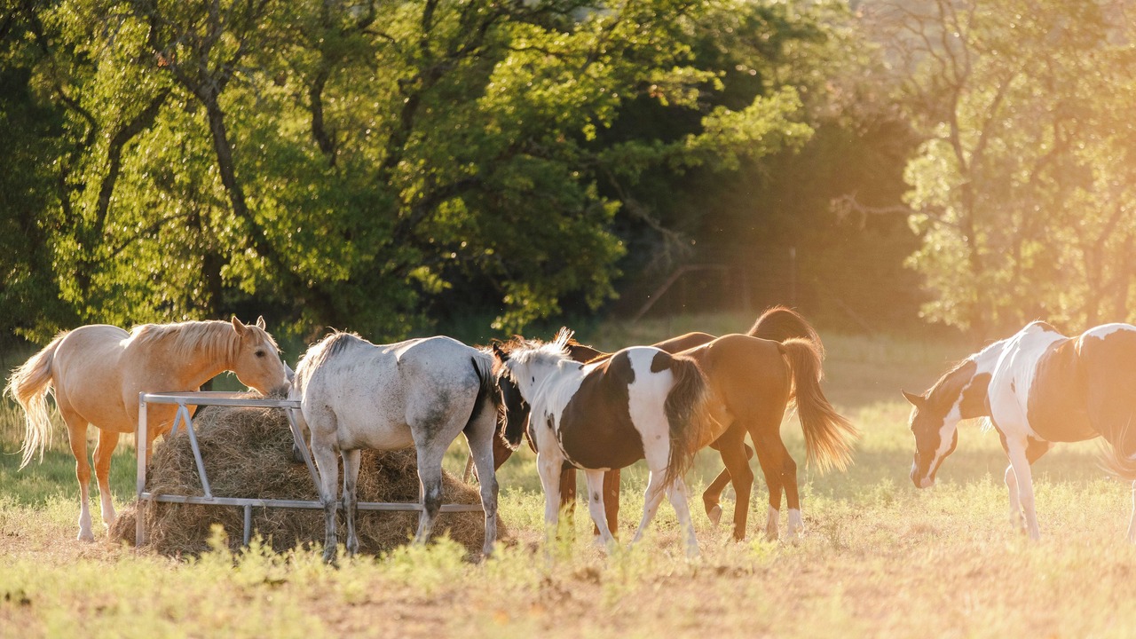 Photo of Others in Boerne