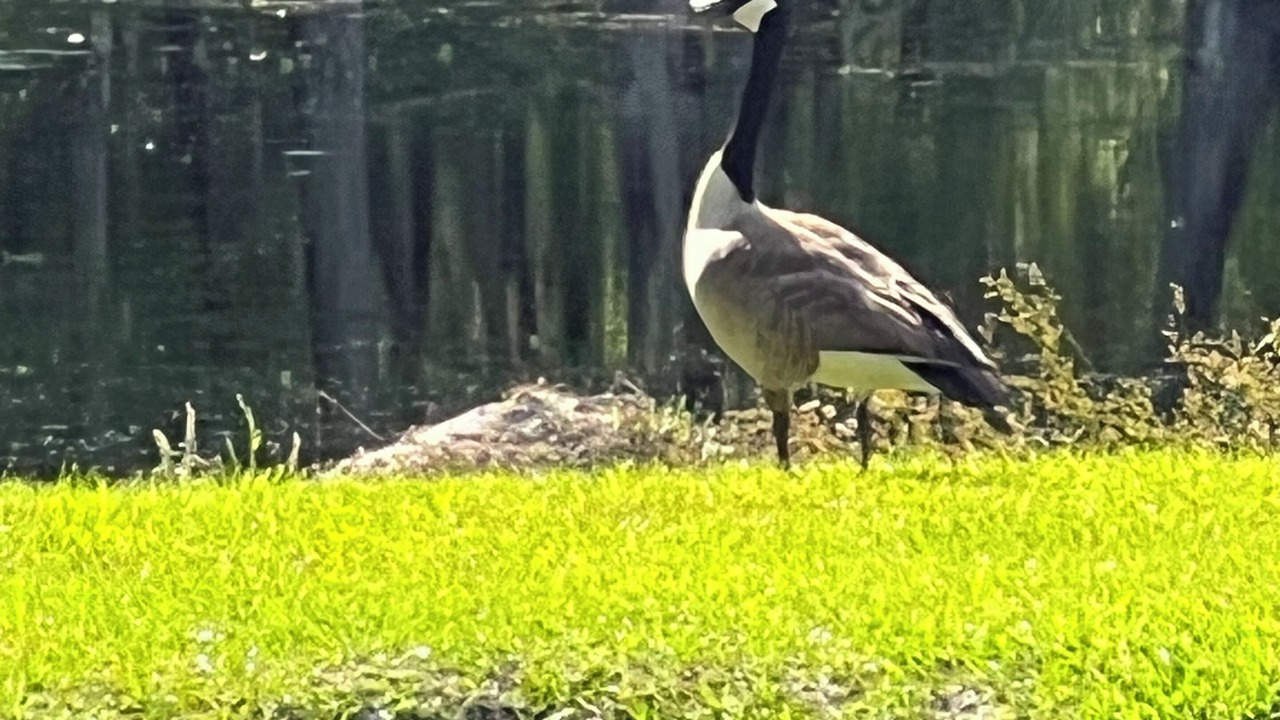 Photo of Others in Geneva County