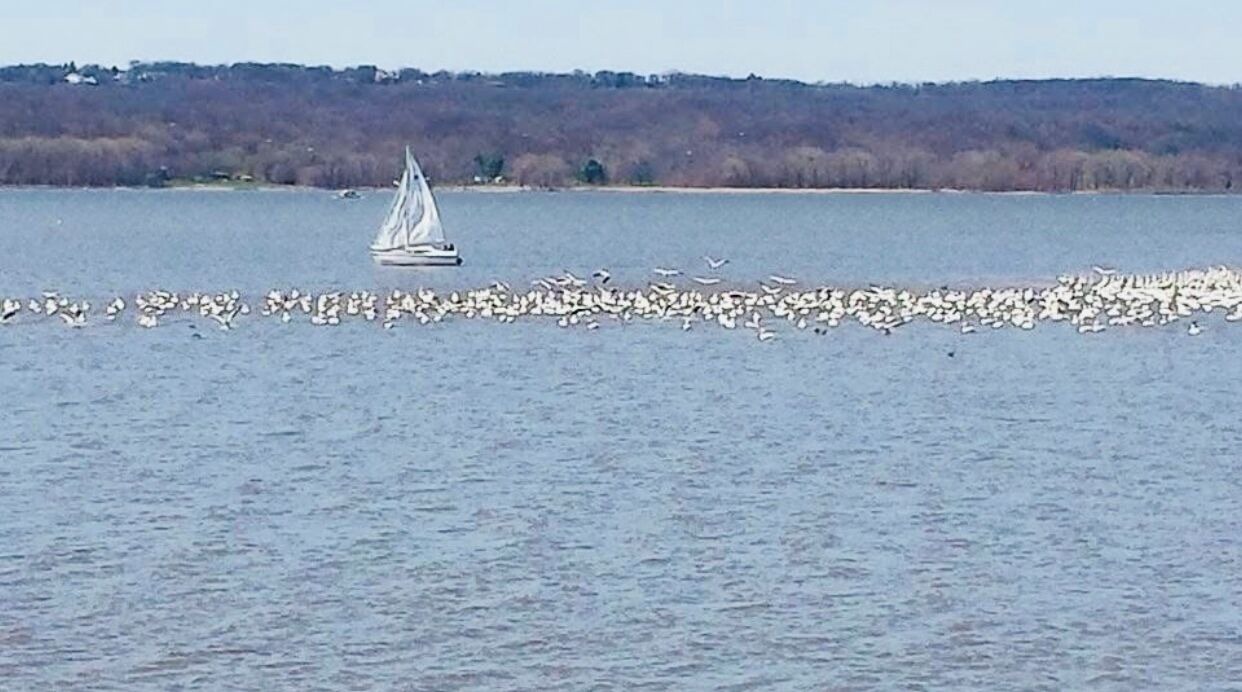 Photo of Others in Peoria Heights