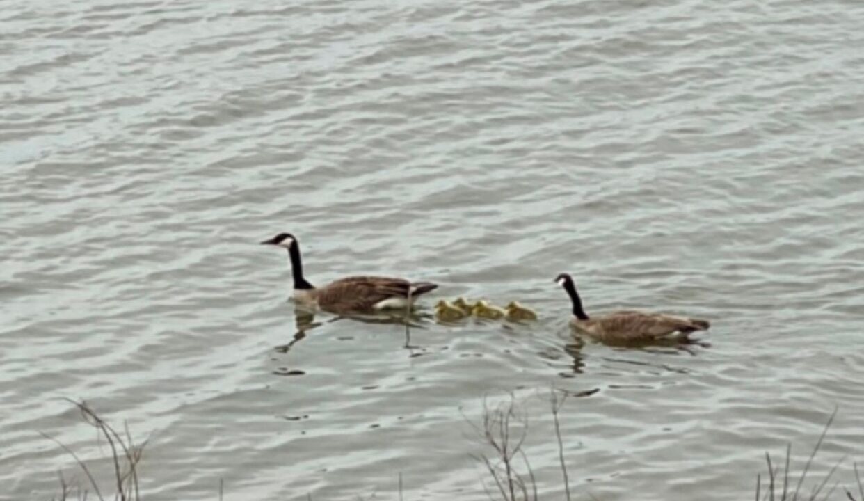 Photo of Others in Peoria Heights