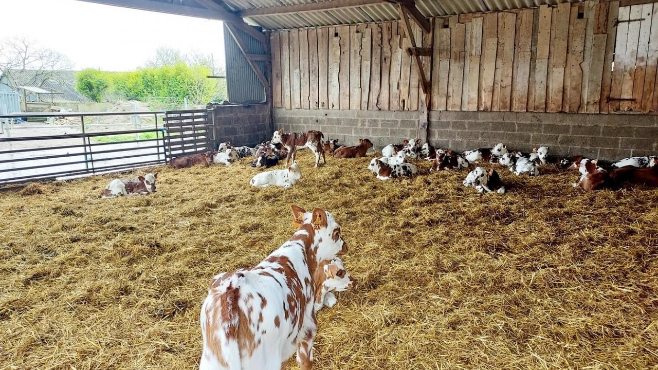 Photo of Others in Guegon