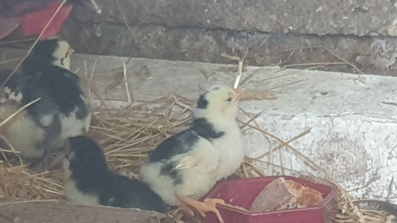 Photo of Others in Puygaillard-de-Quercy