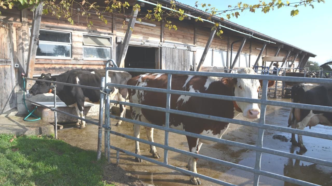 Photo of Others in Arbon