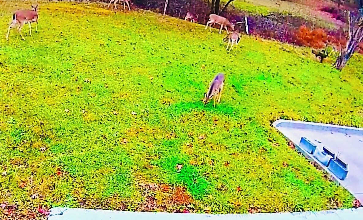 Photo of Others in New Tazewell