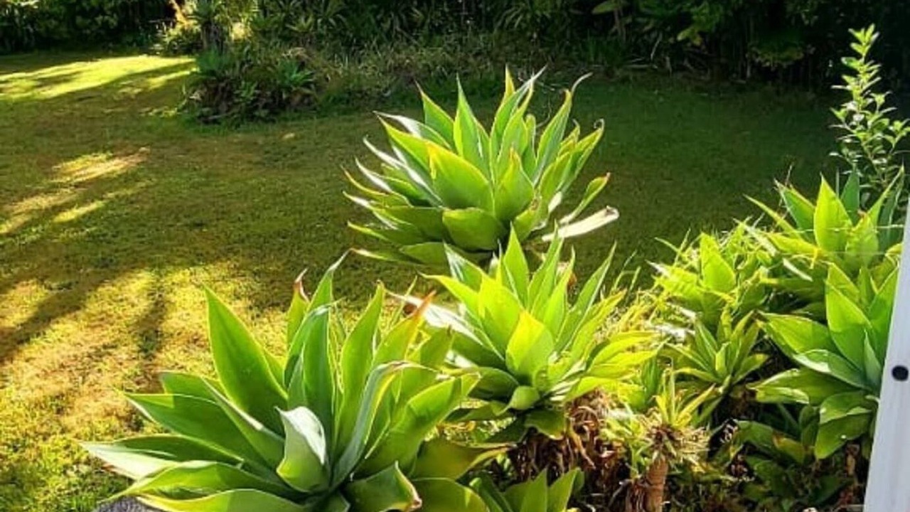 Photo of Outdoor in Whangarei