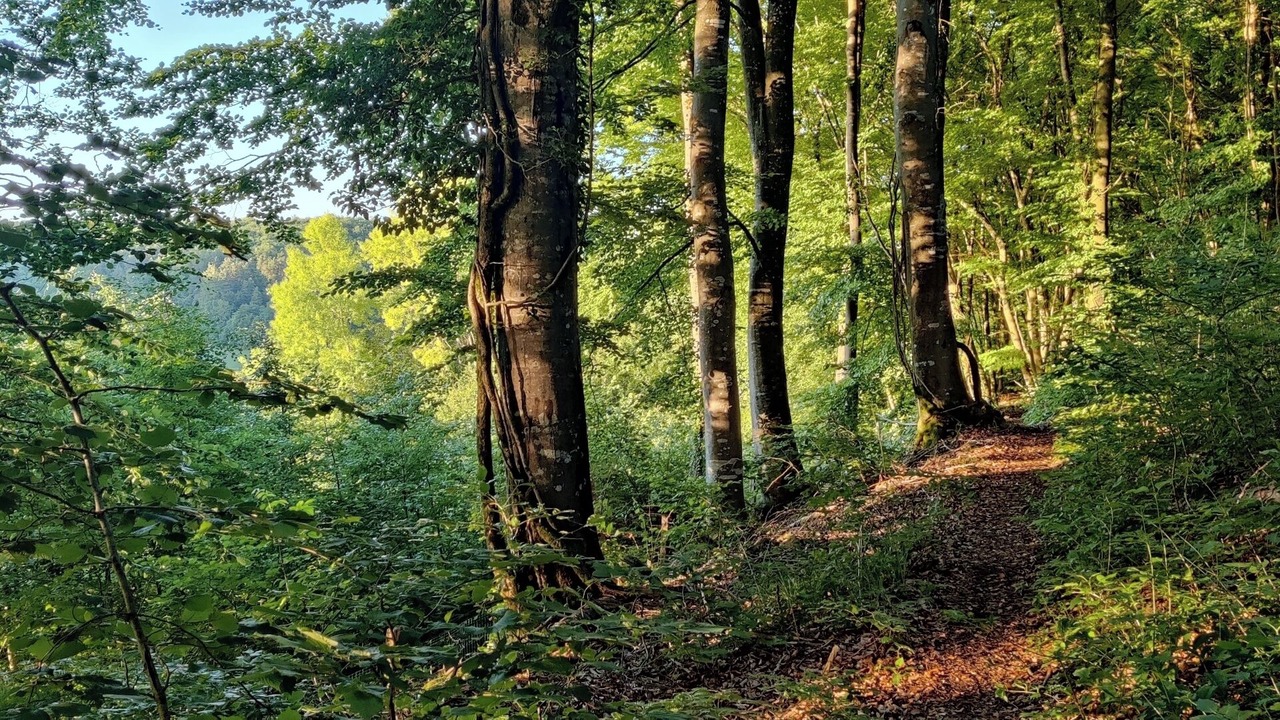 Photo of Others in Laneuveville-derriere-Foug