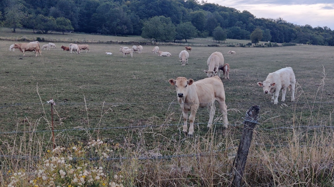 Photo of Others in Laneuveville-derriere-Foug