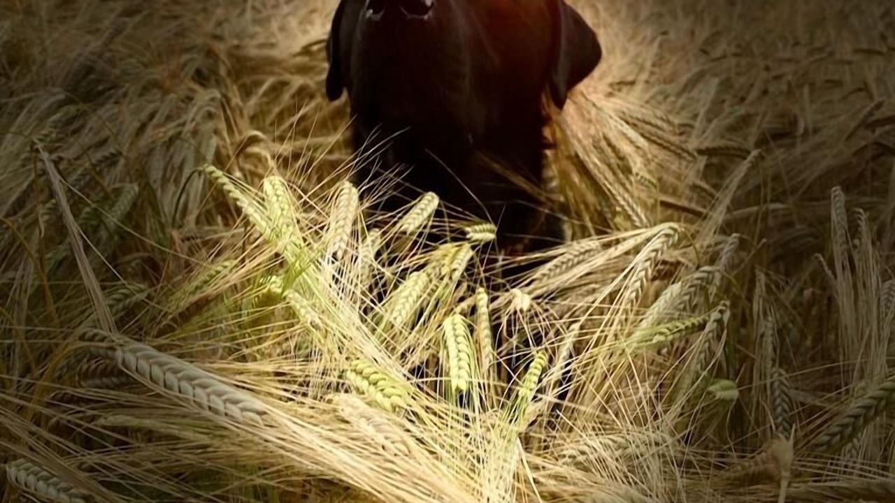 Photo of Others in Cornhill on Tweed